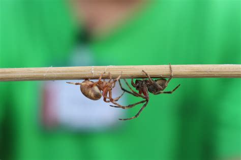 fhith|Spider.